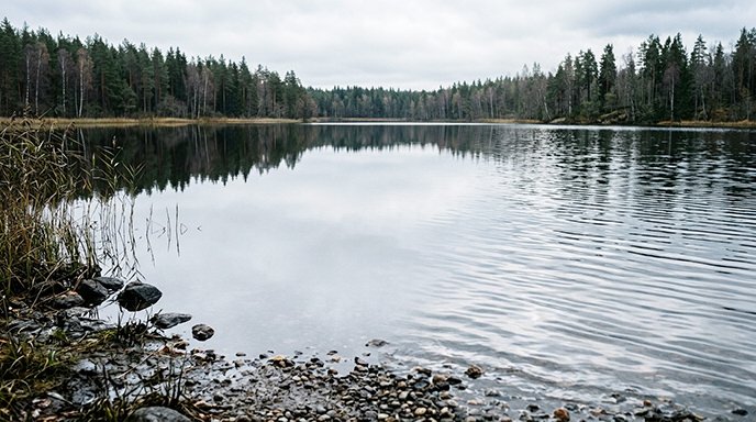 Calm still water on one side and gentle ripples on the other, at the edge of a pond